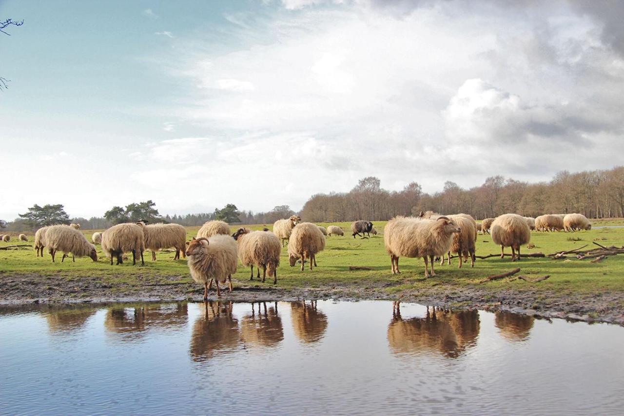 Prive In Een Bosrijke Omgeving Welkom Bij Gastenverblijf Het Ontsnapte Schaap In Jubbega Buitenkant foto