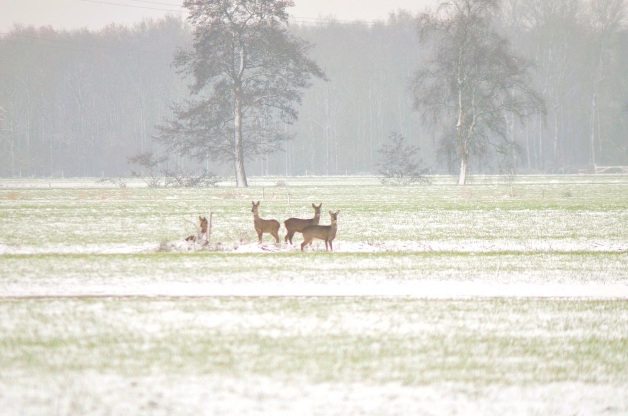 Prive In Een Bosrijke Omgeving Welkom Bij Gastenverblijf Het Ontsnapte Schaap In Jubbega Buitenkant foto